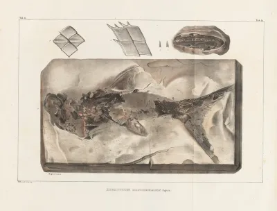 Recherches Sur Les Poissons Fossiles Pl 210