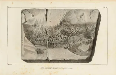 Recherches Sur Les Poissons Fossiles Pl 211