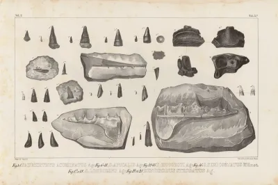 Recherches Sur Les Poissons Fossiles Pl 214