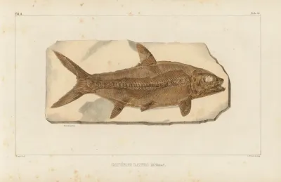 Recherches Sur Les Poissons Fossiles Pl 215