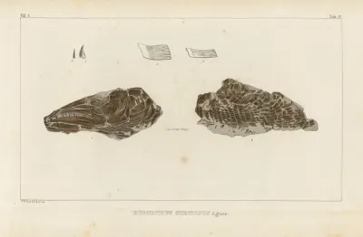 Recherches Sur Les Poissons Fossiles Pl 217