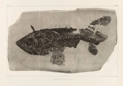 Recherches Sur Les Poissons Fossiles Pl 219