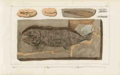Recherches Sur Les Poissons Fossiles Pl 222