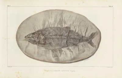 Recherches Sur Les Poissons Fossiles Pl 223