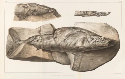 Recherches Sur Les Poissons Fossiles Pl 224
