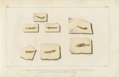 Recherches Sur Les Poissons Fossiles Pl 226