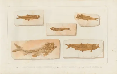 Recherches Sur Les Poissons Fossiles Pl 227