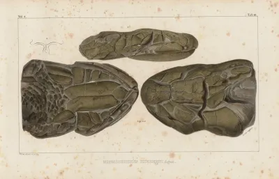 Recherches Sur Les Poissons Fossiles Pl 229
