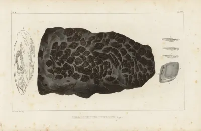 Recherches Sur Les Poissons Fossiles Pl 231