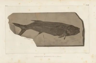 Recherches Sur Les Poissons Fossiles Pl 238
