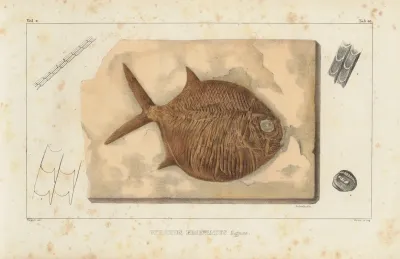 Recherches Sur Les Poissons Fossiles Pl 241