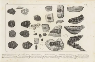 Recherches Sur Les Poissons Fossiles Pl 243