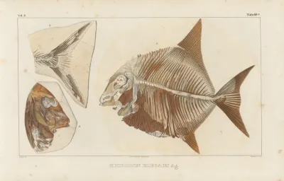 Recherches Sur Les Poissons Fossiles Pl 244