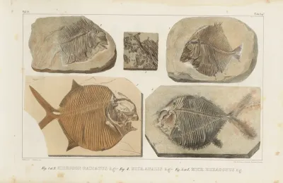 Recherches Sur Les Poissons Fossiles Pl 245