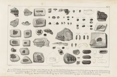 Recherches Sur Les Poissons Fossiles Pl 249