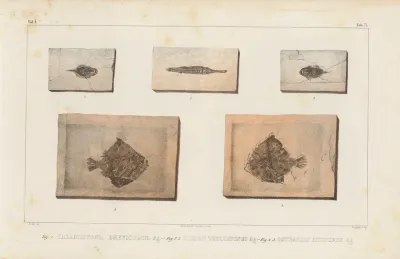 Recherches Sur Les Poissons Fossiles Pl 251