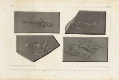 Recherches Sur Les Poissons Fossiles Pl 252