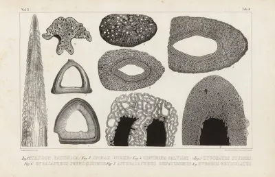 Recherches Sur Les Poissons Fossiles Pl 253