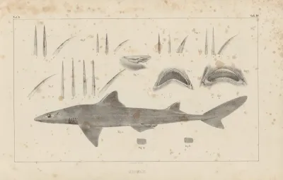 Recherches Sur Les Poissons Fossiles Pl 254