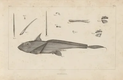 Recherches Sur Les Poissons Fossiles Pl 255