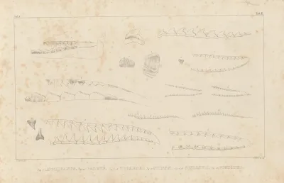 Recherches Sur Les Poissons Fossiles Pl 257