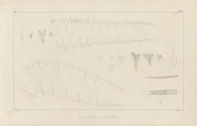 Recherches Sur Les Poissons Fossiles Pl 259