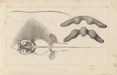 Recherches Sur Les Poissons Fossiles Pl 260