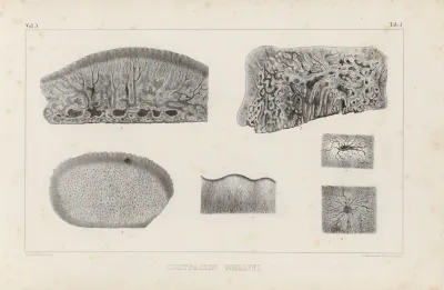 Recherches Sur Les Poissons Fossiles Pl 261