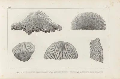 Recherches Sur Les Poissons Fossiles Pl 262