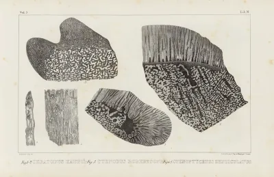 Recherches Sur Les Poissons Fossiles Pl 264
