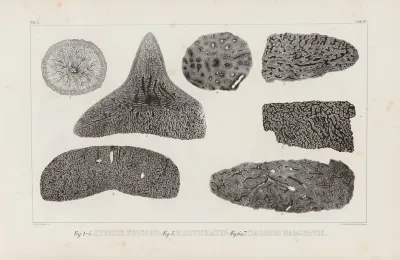 Recherches Sur Les Poissons Fossiles Pl 265