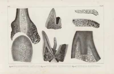 Recherches Sur Les Poissons Fossiles Pl 266