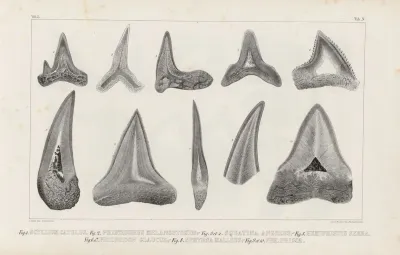 Recherches Sur Les Poissons Fossiles Pl 267