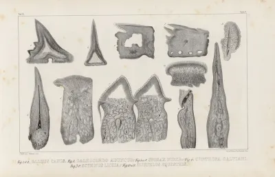 Recherches Sur Les Poissons Fossiles Pl 268