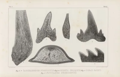 Recherches Sur Les Poissons Fossiles Pl 270