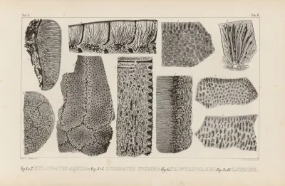 Recherches Sur Les Poissons Fossiles Pl 271