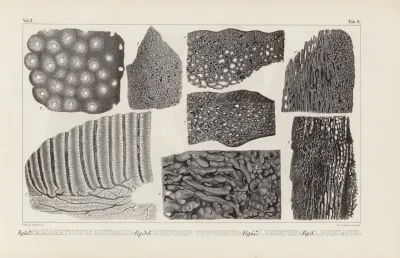Recherches Sur Les Poissons Fossiles Pl 272
