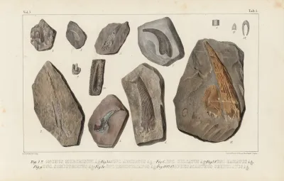 Recherches Sur Les Poissons Fossiles Pl 273