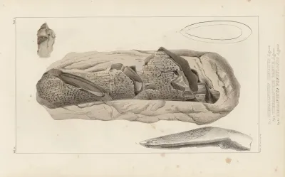 Recherches Sur Les Poissons Fossiles Pl 275