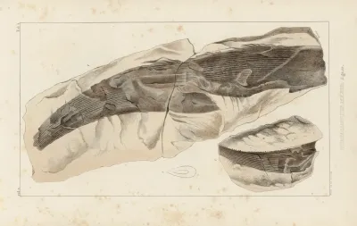 Recherches Sur Les Poissons Fossiles Pl 277