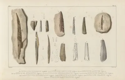 Recherches Sur Les Poissons Fossiles Pl 285