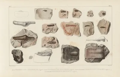 Recherches Sur Les Poissons Fossiles Pl 289