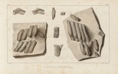 Recherches Sur Les Poissons Fossiles Pl 293