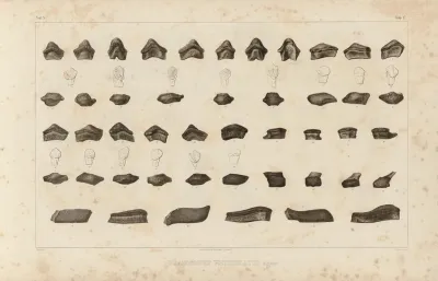 Recherches Sur Les Poissons Fossiles Pl 294