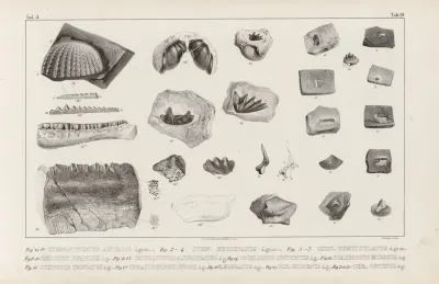 Recherches Sur Les Poissons Fossiles Pl 296