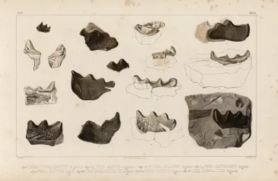 Recherches Sur Les Poissons Fossiles Pl 297
