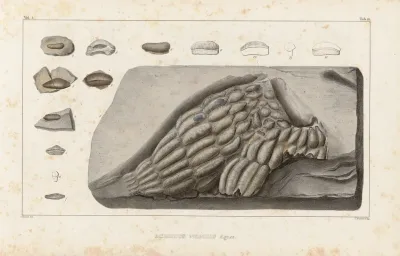 Recherches Sur Les Poissons Fossiles Pl 298