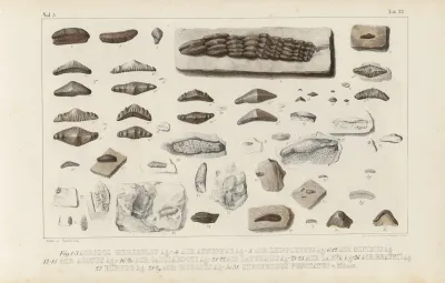 Recherches Sur Les Poissons Fossiles Pl 299
