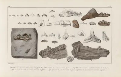 Recherches Sur Les Poissons Fossiles Pl 303