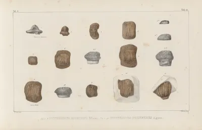 Recherches Sur Les Poissons Fossiles Pl 304